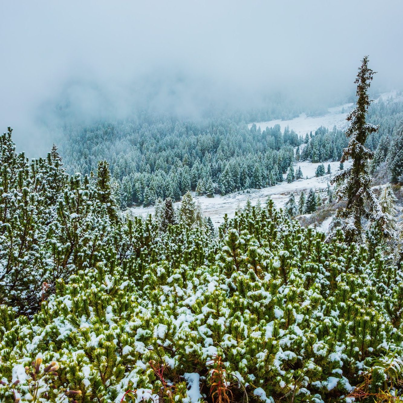 Snow on mountain pine trees
